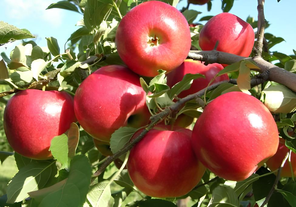Новый саженец яблони Красный Кримсон от TerraBloomic